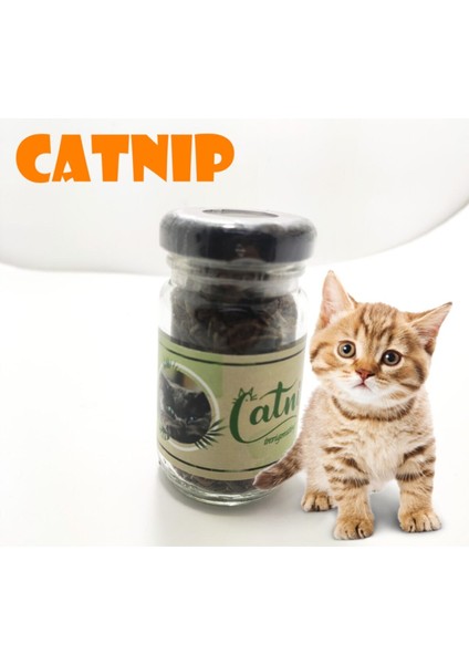 Catnip Doğal Kedi Otu - Kedi Nanesi