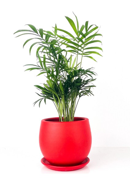 Dağ Palmiyesi - Curvy Kırmızı Saksılı Chamaedorea Elegans İthal-30-40 cm