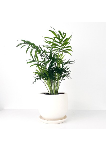 Dağ Palmiyesi - Curvy Beyaz Saksılı Chamaedorea Elegans İthal-30-40 cm