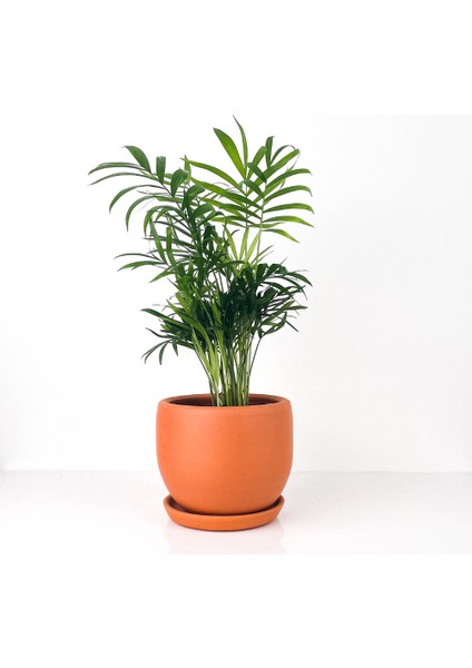 Dağ Palmiyesi - Curvy Terra Cotta Saksılı Chamaedorea Elegans İthal-30-40 cm