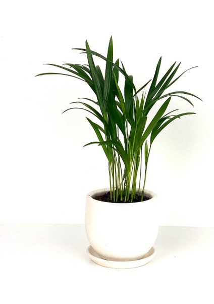 Areka Palmiyesi - Curvy Beyaz Saksılı - Areca Dypsis Lutescens-İthal 30-40 cm