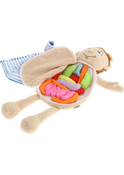 Insan Vücudu Anatomisi Oyuncak Çocuk Anatomisi Oyuncaklar Organ Farkındalık Eğitim Oyuncaklar (Yurt Dışından)
