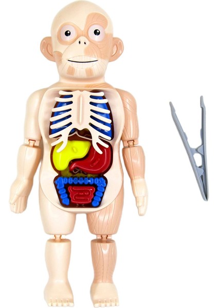 Organlar Anatomi Öğrenme Oyuncaklar Laboratuvar Heyecanlı Oyun ile 3D Insan Vücudu (Yurt Dışından)