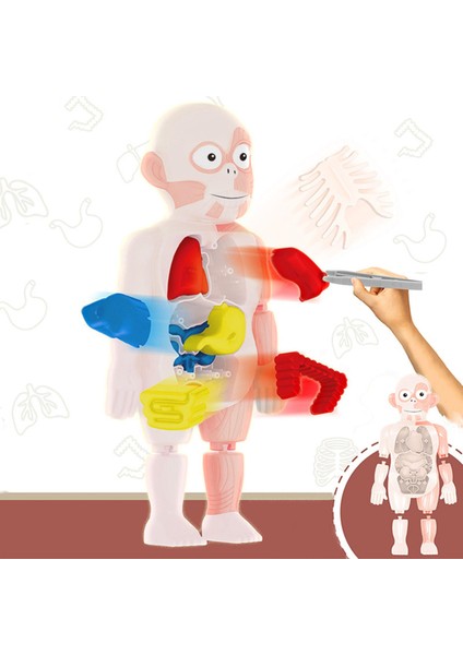 Organlar Anatomi Öğrenme Oyuncaklar Laboratuvar Heyecanlı Oyun ile 3D Insan Vücudu (Yurt Dışından) fırsatları
