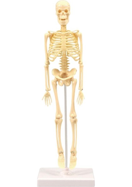 Insan Anatomik Anatomisi Iskelet Modeli Eğitim Ekran Iskelet Modelleri (Yurt Dışından)