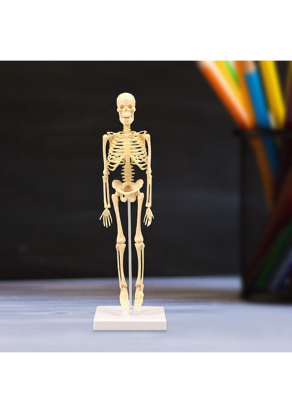 Insan Anatomik Anatomisi Iskelet Modeli Eğitim Ekran Iskelet Modelleri (Yurt Dışından)