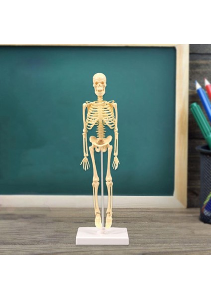 Insan Anatomik Anatomisi Iskelet Modeli Eğitim Ekran Iskelet Modelleri (Yurt Dışından)