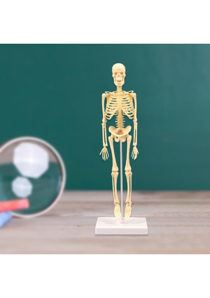 Insan Anatomik Anatomisi Iskelet Modeli Eğitim Ekran Iskelet Modelleri (Yurt Dışından)