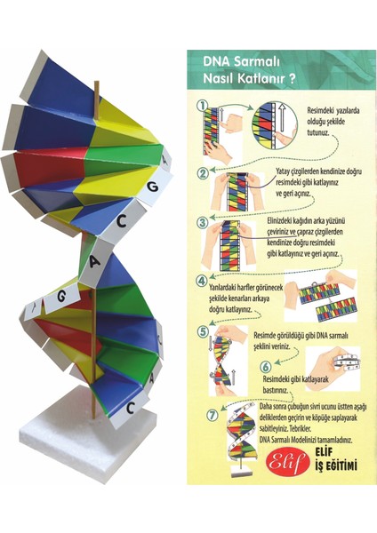 Karton Dna Sarmalı Modeli