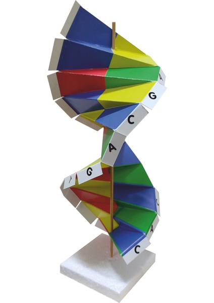 Karton Dna Sarmalı Modeli