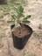 Adaçayı Şalba Fidanı 15-25 cm Salvia Officinalis 1
