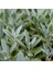 Adaçayı Şalba Fidanı 15-25 cm Salvia Officinalis 2