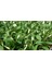 Barış Çiçeği Spathiphyllum 5 Adet - Hediyelik Salon Ofis Bitkisi 5