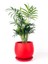 Dağ Palmiyesi - Curvy Kırmızı Saksılı Chamaedorea Elegans İthal-30-40 cm 1