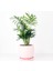 Dağ Palmiyesi - Curvy Pembe Saksılı Chamaedorea Elegans İthal-30-40 cm 1