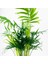 Dağ Palmiyesi - Curvy Pembe Saksılı Chamaedorea Elegans İthal-30-40 cm 2