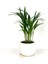 Areka Palmiyesi - Curvy Beyaz Saksılı - Areca Dypsis Lutescens-İthal 30-40 cm 1
