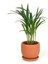 Areka Palmiyesi - Curvy Terra Cotta Saksılı - Areca Dypsis Lutescens-İthal 30-40 cm 1