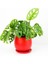 Monstera Adansonii - Monkey Mask - Curvy Kırmızı Saksılı 1