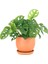 Monstera Adansonii - Monkey Mask - Curvy Terra Cotta Saksılı 1