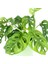 Monstera Adansonii - Monkey Mask - Curvy Terra Cotta Saksılı 2