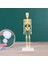 Insan Anatomik Anatomisi Iskelet Modeli Eğitim Ekran Iskelet Modelleri (Yurt Dışından) 4