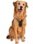 Air Mesh Kedi Köpek Göğüs Tasması Çift Reflektörlü, Terletmeyen Haki / Khaki 2