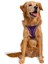 Air Mesh Kedi Köpek Göğüs Tasması Çift Reflektörlü, Terletmeyen Mor / Purple 2