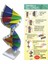 Karton Dna Sarmalı Modeli 1