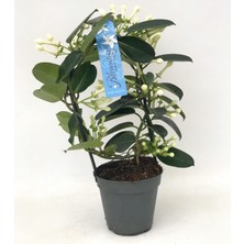 Fidanova Steponatis Yasemin Kokulu Çiçek