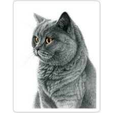 Tsc Chartreux Kedi Araba Oto Sticker Etiket Renkli V7