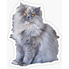 Tsc Cins Kedi Iran Kedisi Araba Oto Sticker Etiket Renkli V4