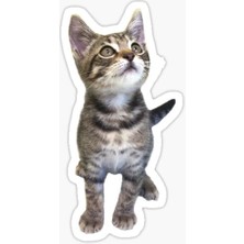Tsc Oto Ufak Bebek Kedi Araba Sticker Etiket Renkli V4