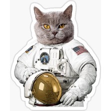 Tsc Chartreux Kedi Araba Oto Sticker Etiket Renkli V8