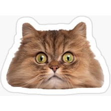 Tsc Cins Kedi Iran Kedisi Araba Oto Sticker Etiket Renkli V3