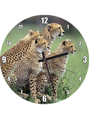 Cakatablo Yavrularına Eğitim Veren Anne Çita Görseli Duvar Saati (Çap 50X50 cm )