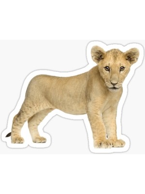 Tsc Ufak Bebek Aslan Araba Oto Sticker Etiket Renkli V1