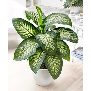 DİFENBAHYA SALON ve OFİS BİTKİSİ HEDİYELİK 30-40 cm
