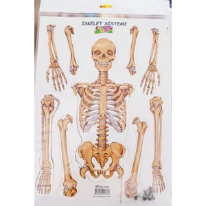 Iskelet Deney Sistemi Büyük Boy