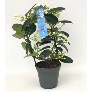 Steponatis Yasemin Kokulu Çiçek