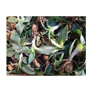 İstanbul Tropikal Salep Fidesi 100 Adet