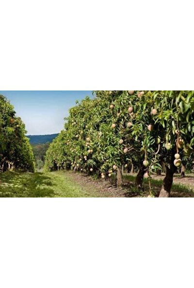 İstanbul Tropikal Tüplü Türkiye'de Yetişebilen Mango Fidanı 80-150 cm