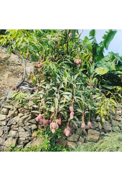 İstanbul Tropikal Tüplü Türkiye'de Yetişebilen (Aşılı) Mango Fidanı 80-150 cm