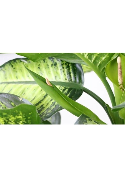 DİFENBAHYA SALON ve OFİS BİTKİSİ HEDİYELİK 30-40 cm