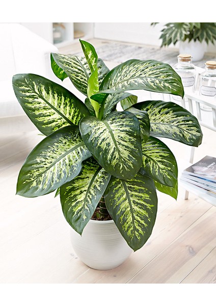 Difenbahya Salon ve Ofis Bitkisi 5 Adet Hediyelik 30-40 cm