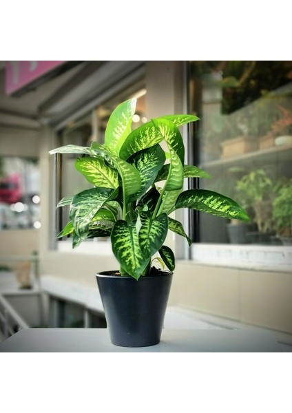 Difenbahya Salon ve Ofis Bitkisi 5 Adet Hediyelik 30-40 cm