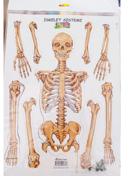 Iskelet Deney Sistemi Büyük Boy