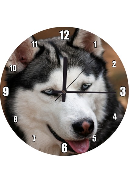 Cakatablo Sevimli Sibirya Kurdu Duvar Saati (Çap 50X50 cm )