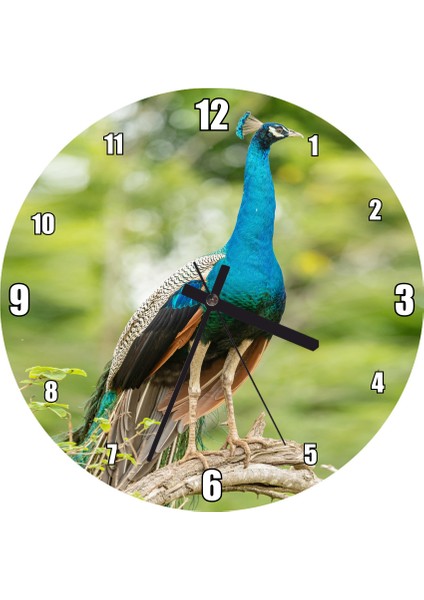 Cakatablo Dal Üzerinde Hint Tavuskuşu Görseli Duvar Saati (Çap 50X50 cm )