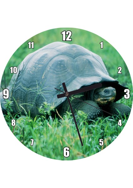 Cakatablo Yeşil Çayırdaki Kaplumbağa Görseli Duvar Saati (Çap 50X50 cm )